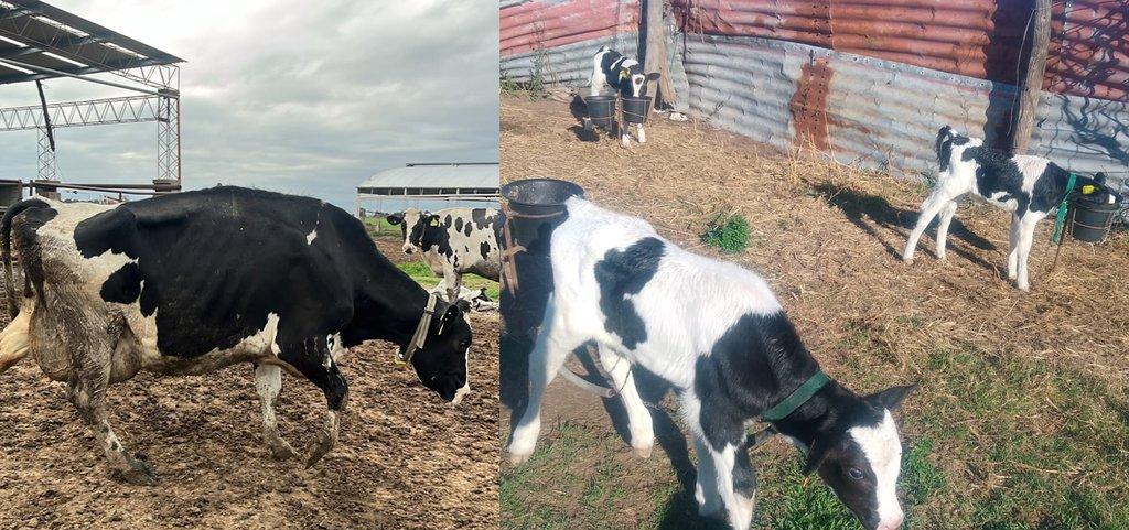 Nacieron “trillizos” en un tambo de Villa San José